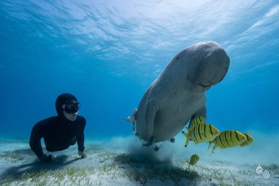 Abu Dabbab snorkeling