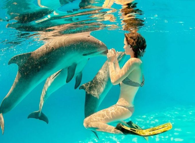 Dolphin House Trip (Dolphin Watch & Snorkeling)