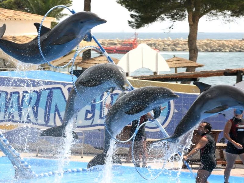 Dolphin Show Experience
