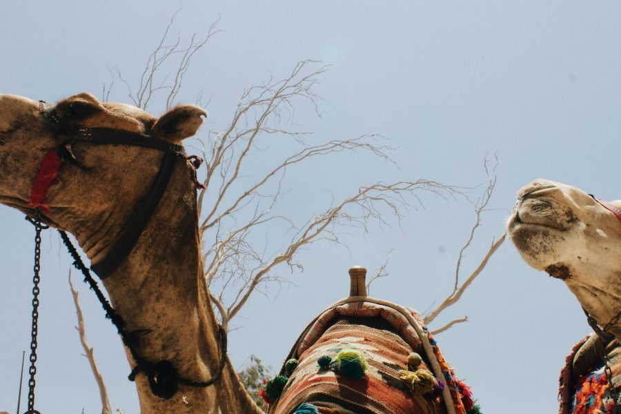 Desert Tour Hurghada with Jeep 4×4