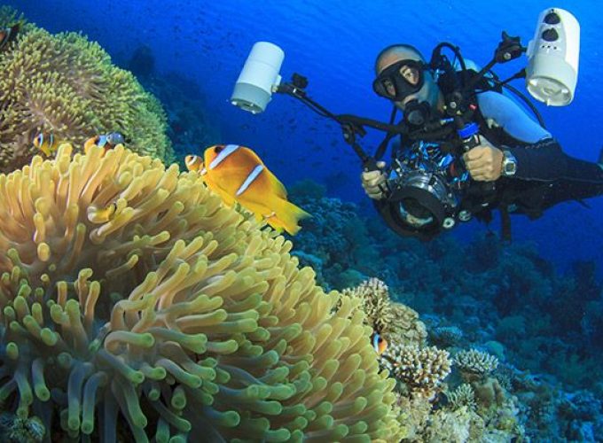 Full-Day Red Sea Diving Trip (3 Dives)