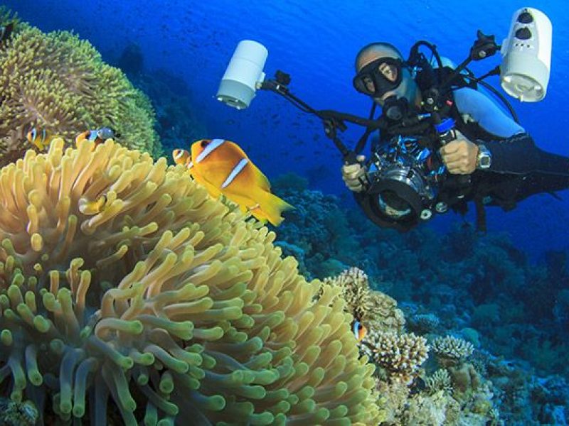 Full-Day Red Sea Diving Trip (3 Dives)